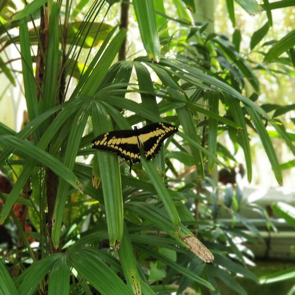 The Wellerman – People are awesome together and the meaning of&nbsp;life